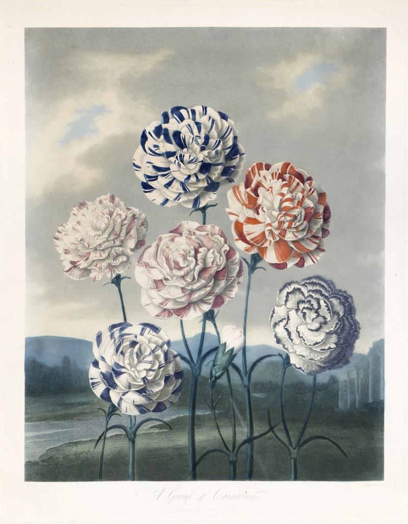 Robert John Thornton Group of Carnations