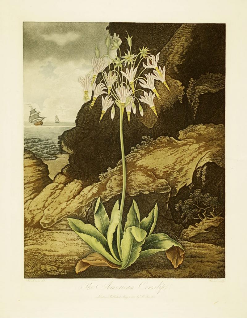 Robert John Thornton ROBERT JOHN THORNTON 1768 1837 THE AMERICAN COWSLIP