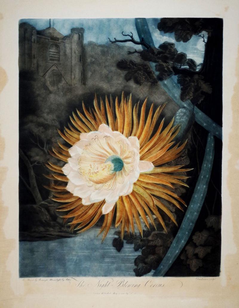 Robert John Thornton ROBERT JOHN THORNTON 1768 1837 THE NIGHT BLOWING CEREUS