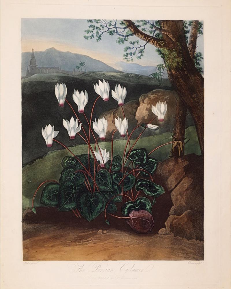 Robert John Thornton ROBERT JOHN THORNTON 1768 1837 THE PERSIAN CYCLAMEN