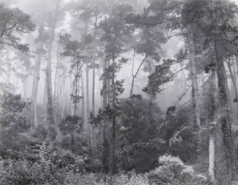Robert Werling Pines in Fog