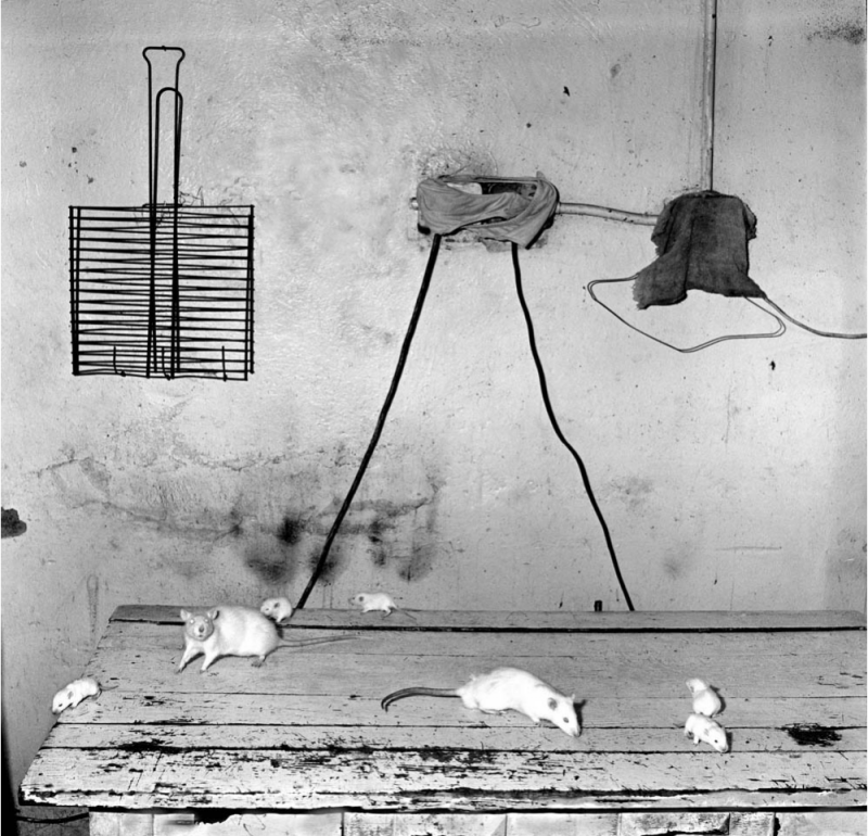 Roger Ballen Rats on Kitchen Table 1999