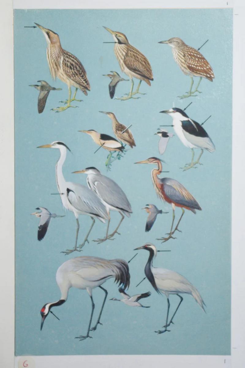 Roger Tory Peterson ROGER TORY PETERSON 1908 1996 BITTERNS HERONS CRANES