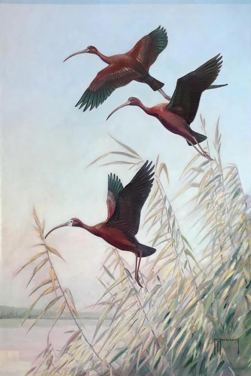 Roger Tory Peterson ROGER TORY PETERSON 1908 1996 GLOSSY AND WHITE FACED GLOSSY IBIS