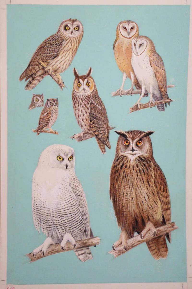 Roger Tory Peterson ROGER TORY PETERSON 1908 1996 OWLS