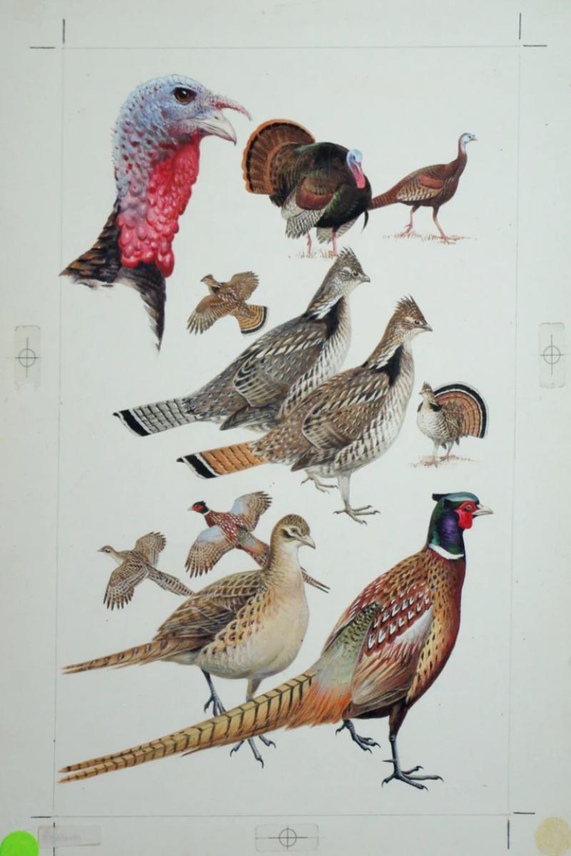 Roger Tory Peterson ROGER TORY PETERSON 1908 1996 TURKEY PHEASANT GROUSE