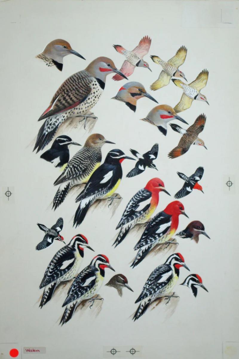 Roger Tory Peterson ROGER TORY PETERSON 1908 1996 WOODPECKERS FLICKERS SAPSUCKERS