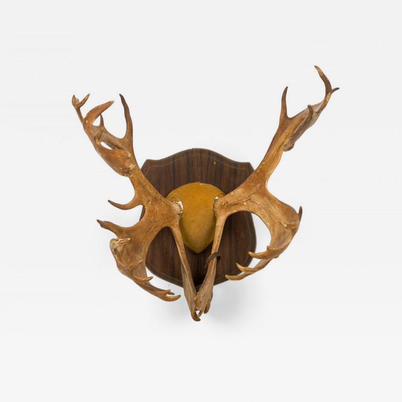 Rustic Decorative Moose Antler Wall Plaque