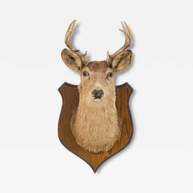 Rustic Mounted Deer Head Taxidermy