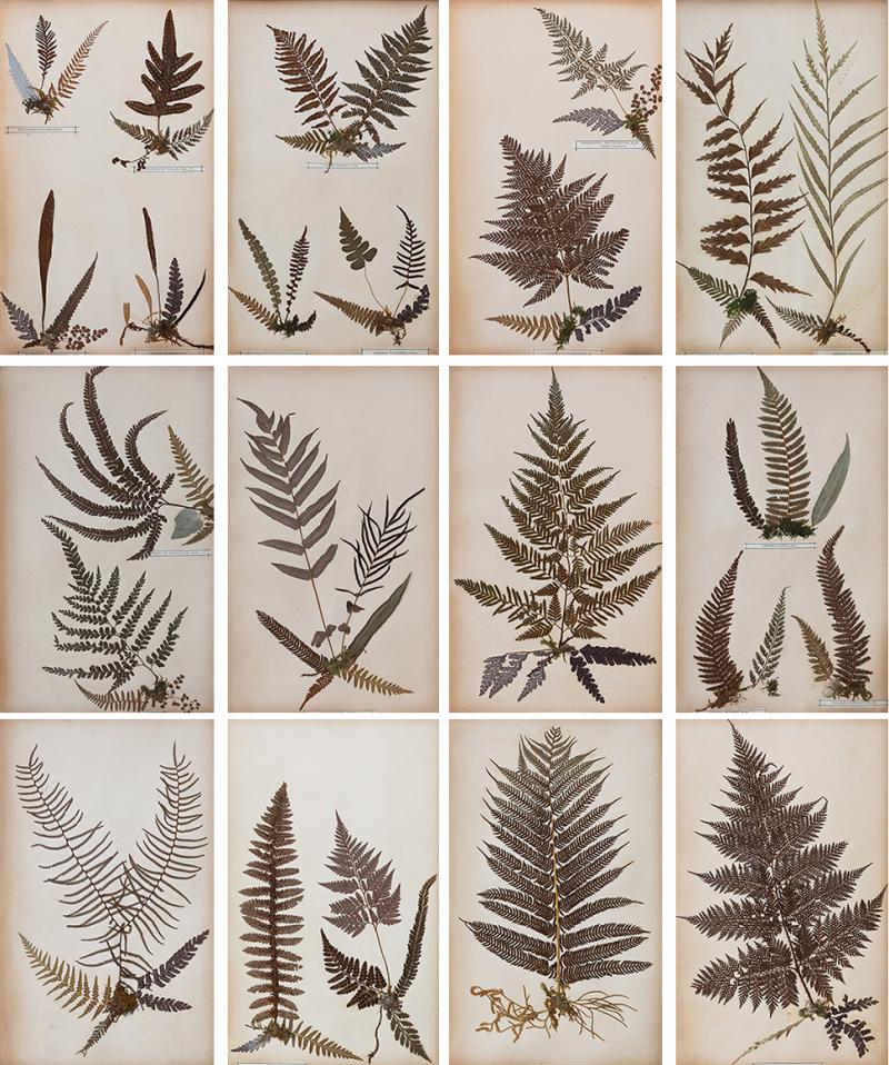 SET OF TWELVE FRAMED 19TH CENTURY PRESSED FERNS