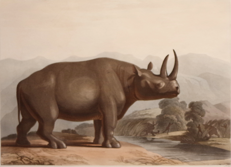 Samuel Daniell The African Rhinoceros