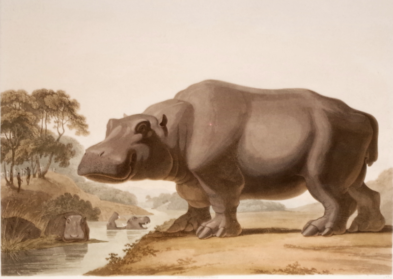 Samuel Daniell The Hippopotamus