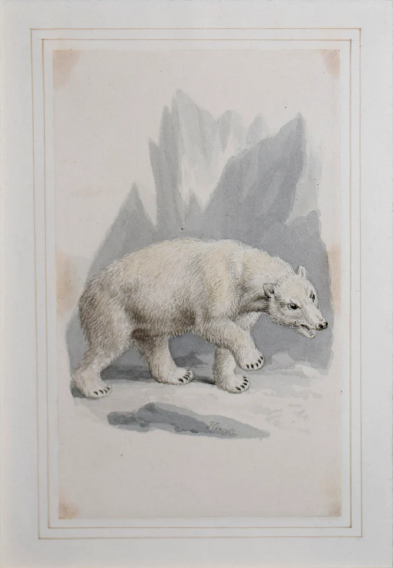Samuel Howitt SAMUEL HOWITT BRITISH 1765 1822 POLAR BEAR