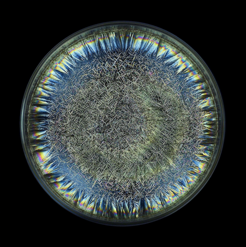 Seb Janiak Morphogenetic Field AB Negative Blood Abstract photography 2016