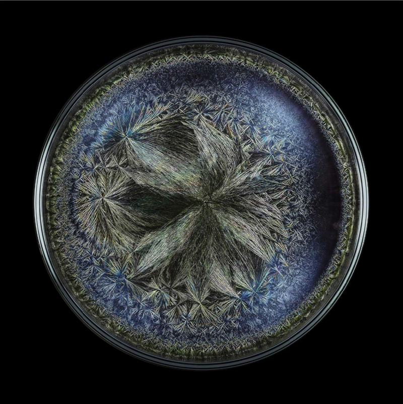 Seb Janiak Morphogenetic Field Beluga caviar Abstract photography 2016
