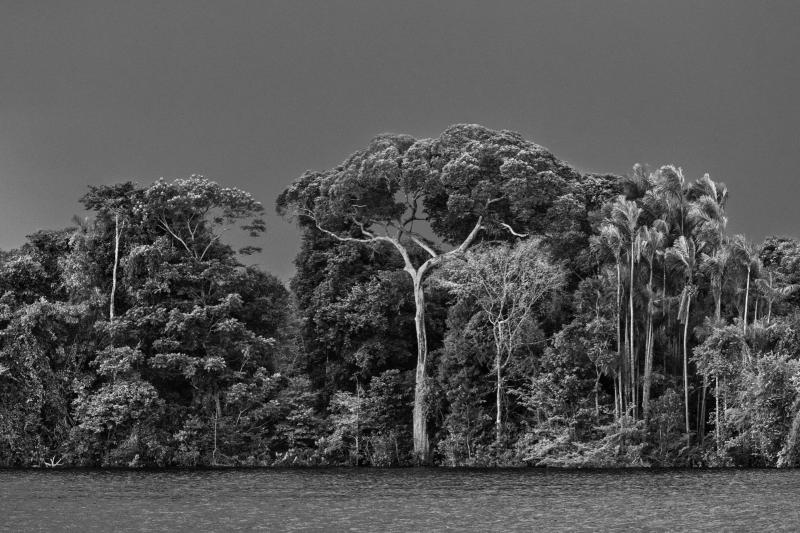 Sebasti o Salgado Anavilhanas National Park Lower Rio Negro State of Amazonas Brazil