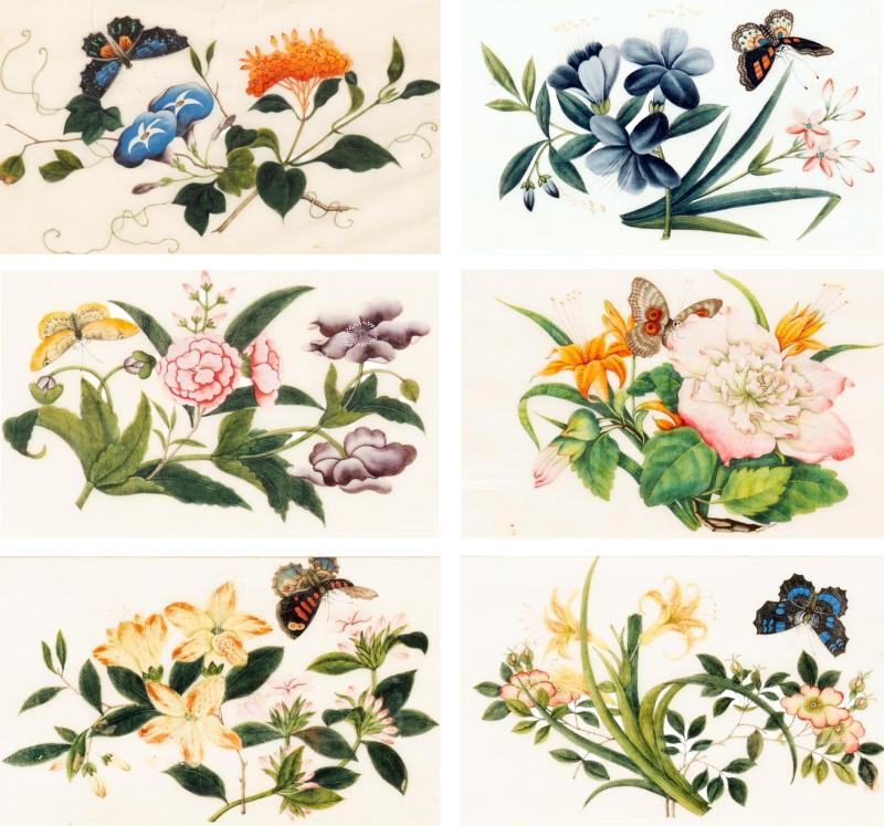 Set Of Six Chinese Export Framed Pith Paper Watercolor Botanicals