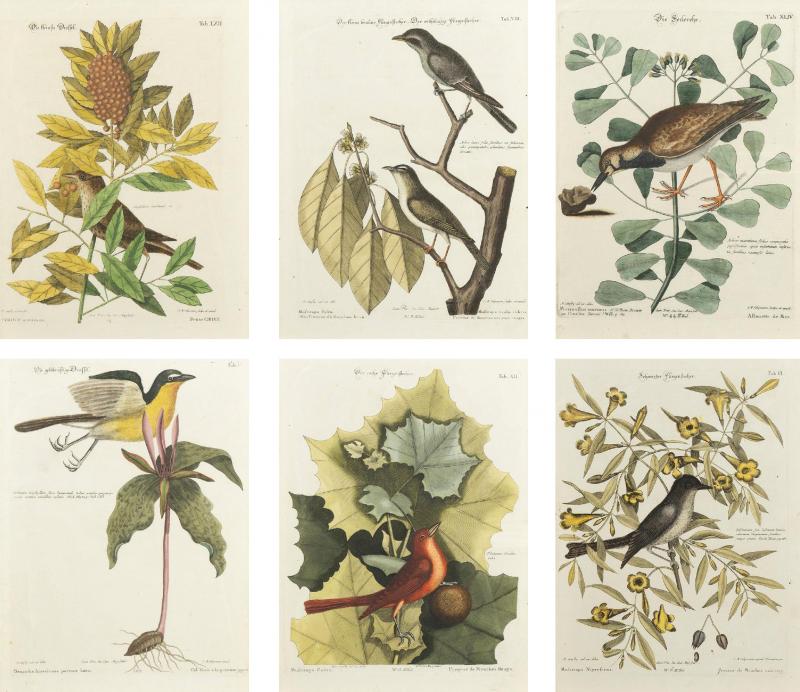 Set Of Six Framed Ornithological Prints