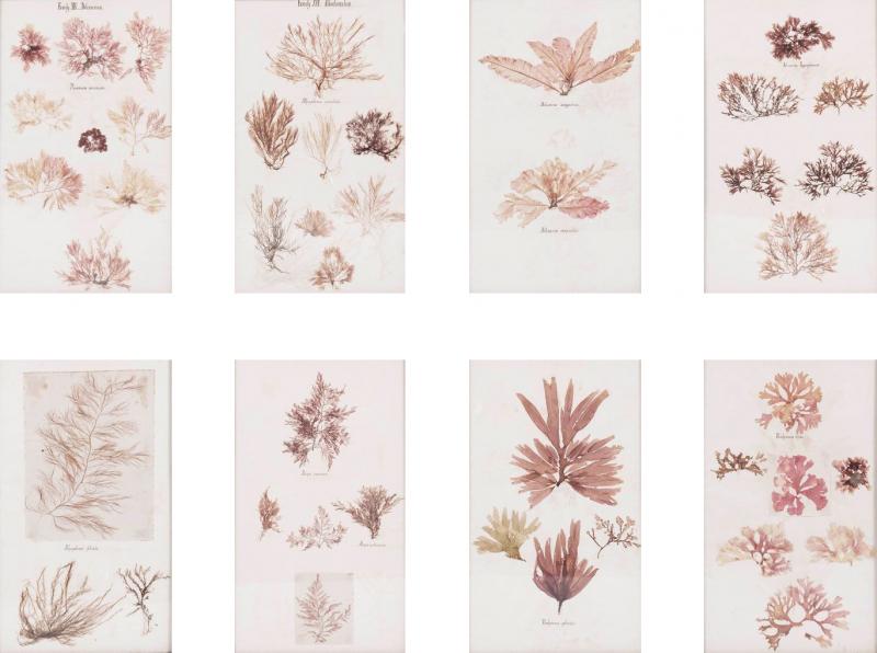 Set of Eight Framed Vintage Coral Specimen Collections