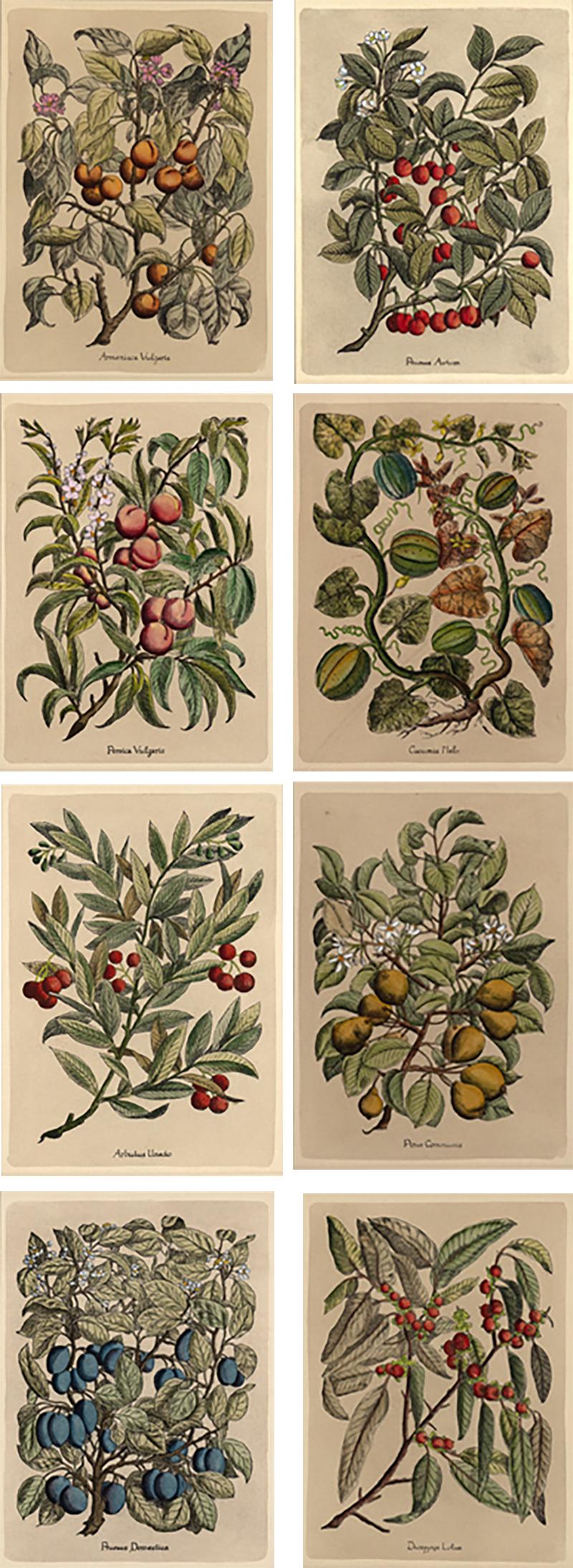 Set of Eight French Botanical Prints Circa 1890