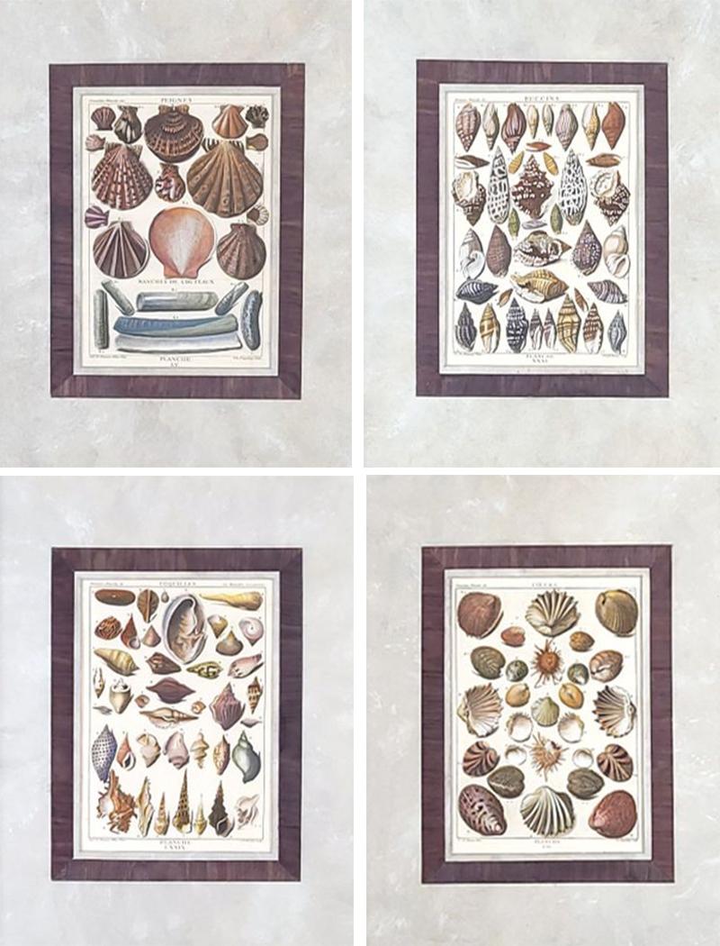 Set of Four 18th Century Hand Colored Shell Engravings