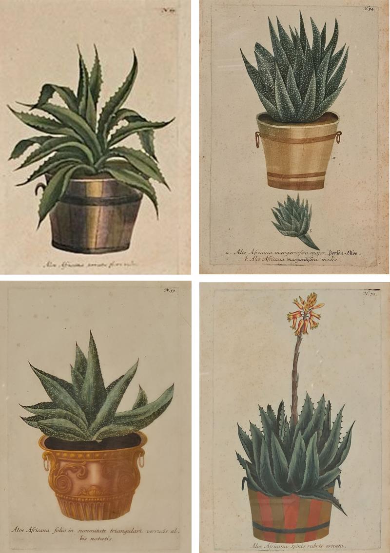 Set of Four Botanicals 19th century or earlier