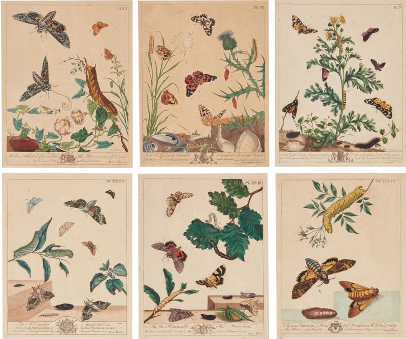 Set of Six Framed 18th c Engravings of Moths