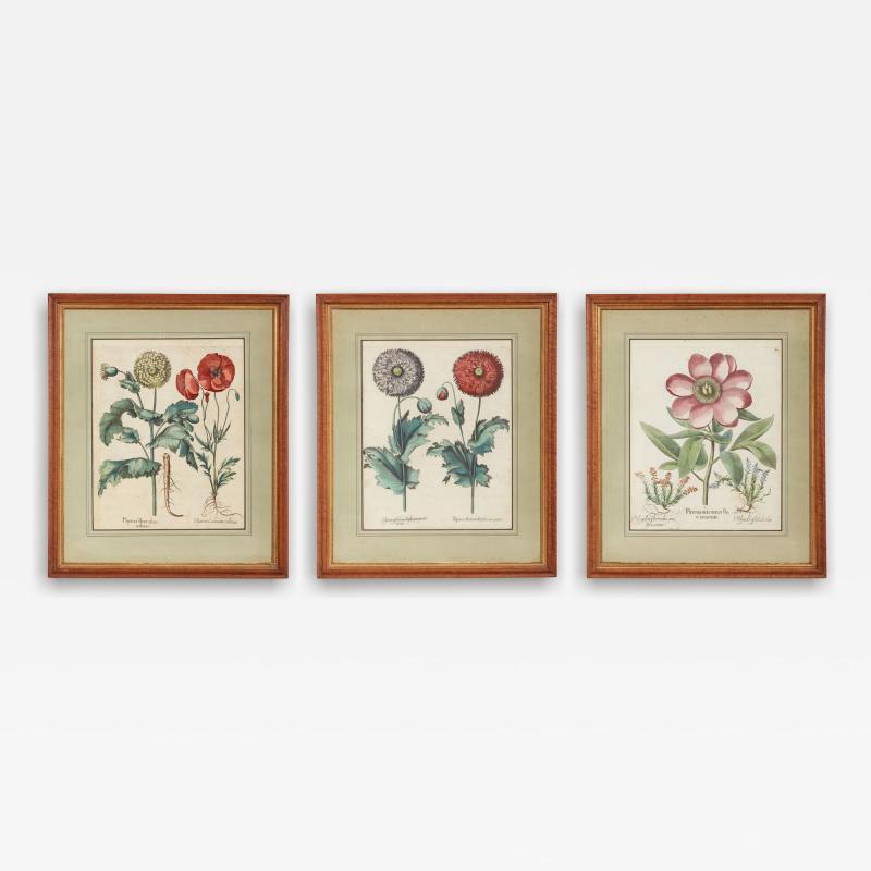 Set of Three Besler Botanicals