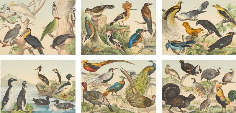 Set of six framed Continental 20th century bird prints