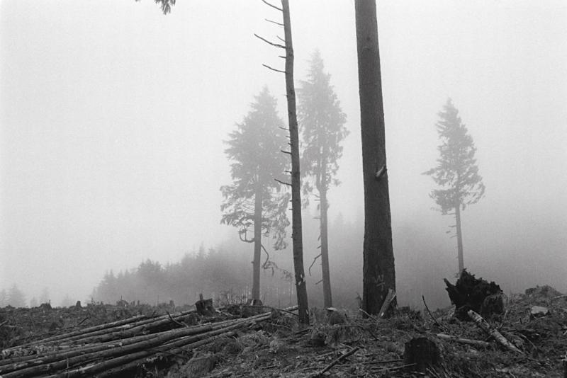 Shelli Hyrkas Clear Cut Grays Harbor WA