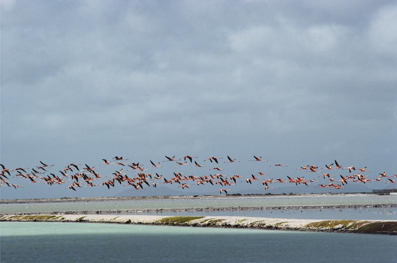 Slim Aarons Flamingos In Flight