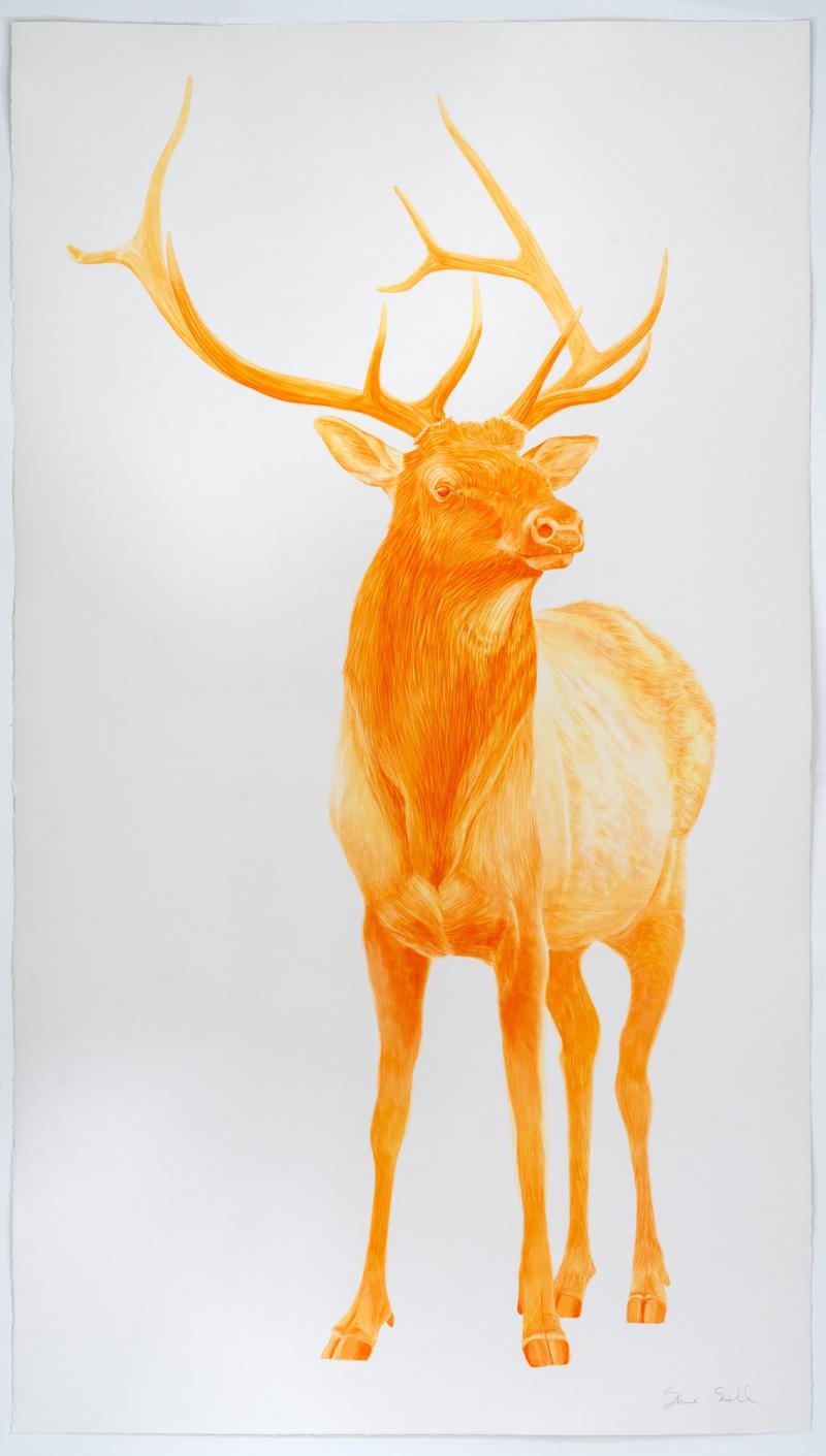 Steve Snell Orange Elk