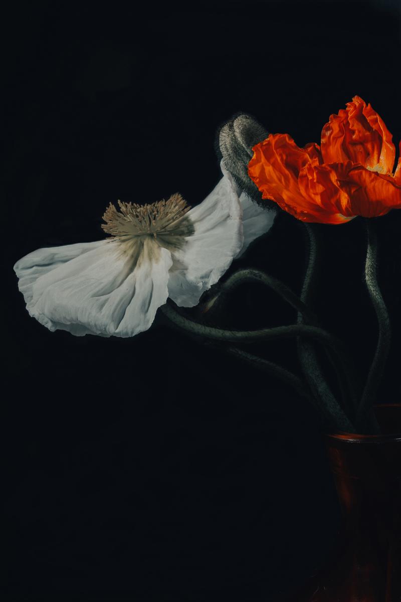 Suzanna Mars Poppy Duet