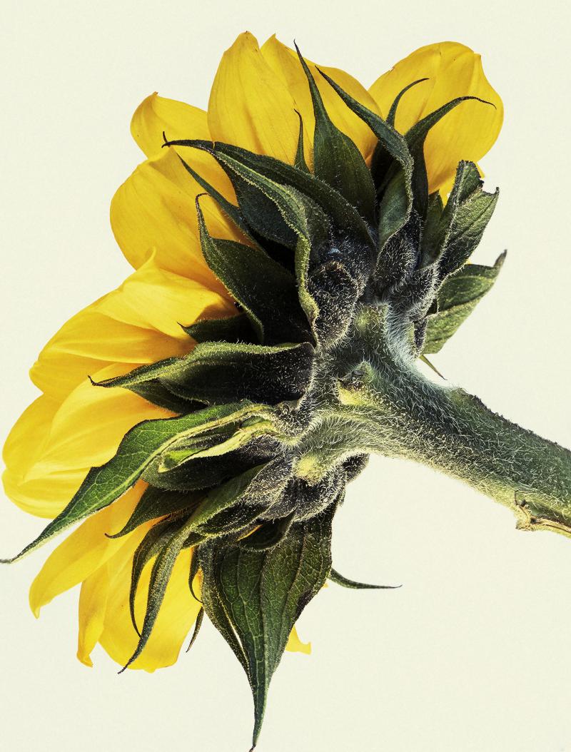 Suzanna Mars Summer Sunflower