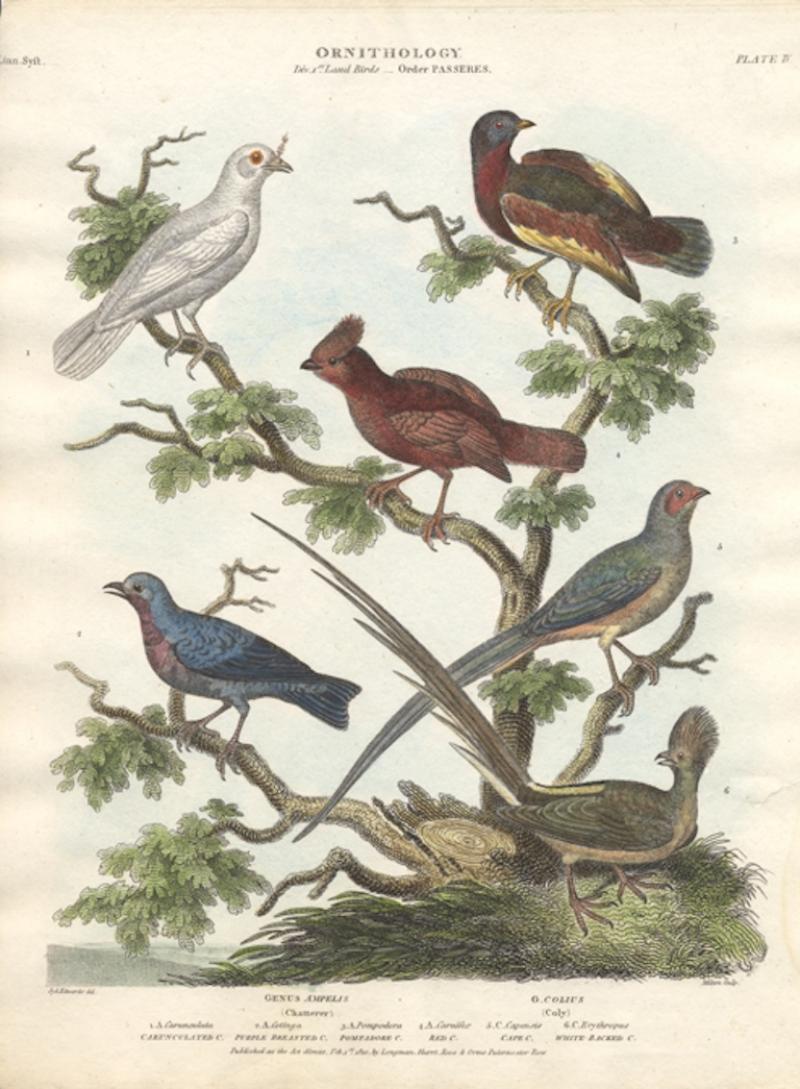 Sydenham Edwards ORNITHOLOGY GENUS AMPELIS CHATTERER G COLIUS COLY 