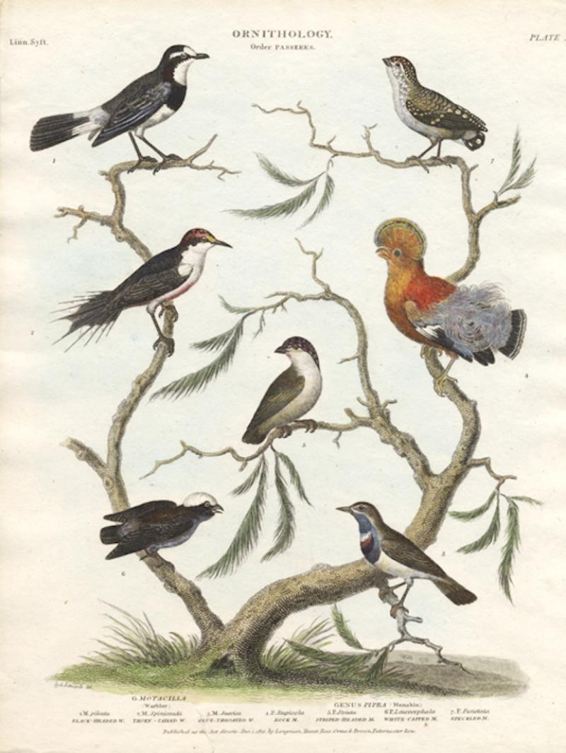 Sydenham Edwards ORNITHOLOGY MOTACILLA WARBLER GENUS PIPRA MANAKIN 