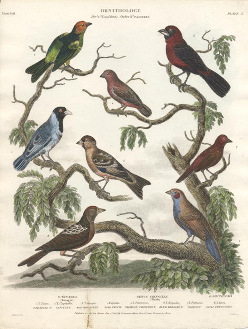 Sydenham Edwards ORNITHOLOGY TANAGRA TANAGER GENUS FRINGILLA FINCH 