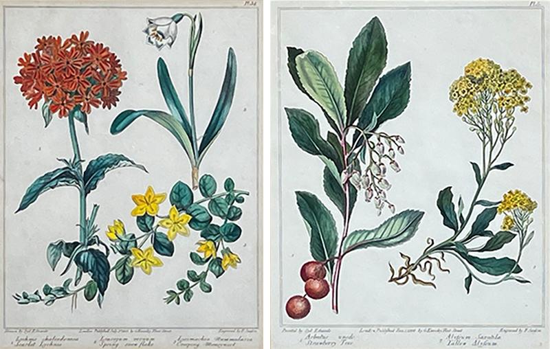 Sydenham Edwards Pair English Early 19th Century Framed Botanical Engravings