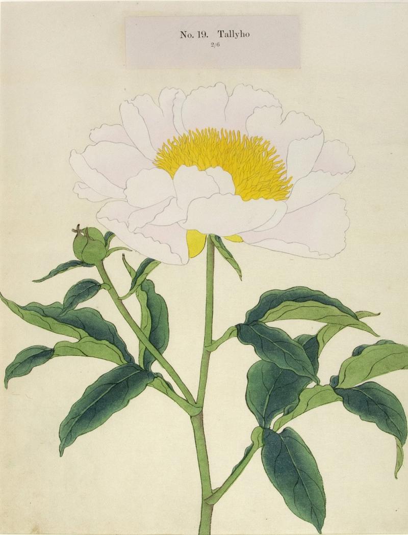 Tally Ho Japanese Peony