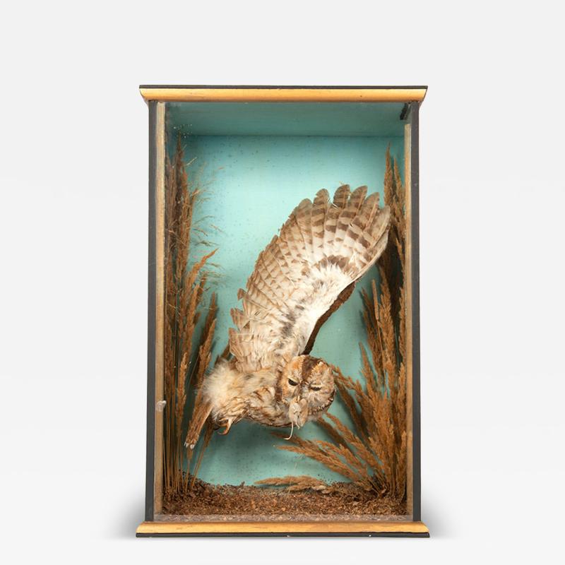 Tawny owl in flight