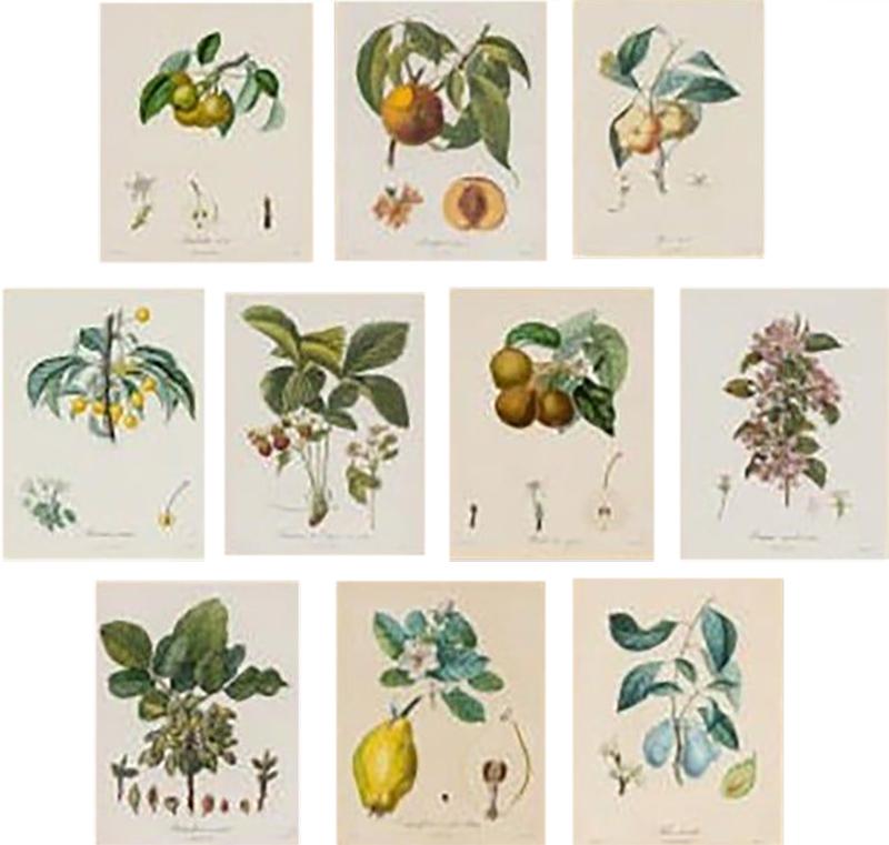 Ten Hand Colored Color Stipple Engravings from Traite Des Arbres Fruitiers
