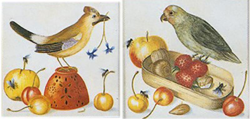 Teresa Berenice Vitelli Pair Birds and Fruits