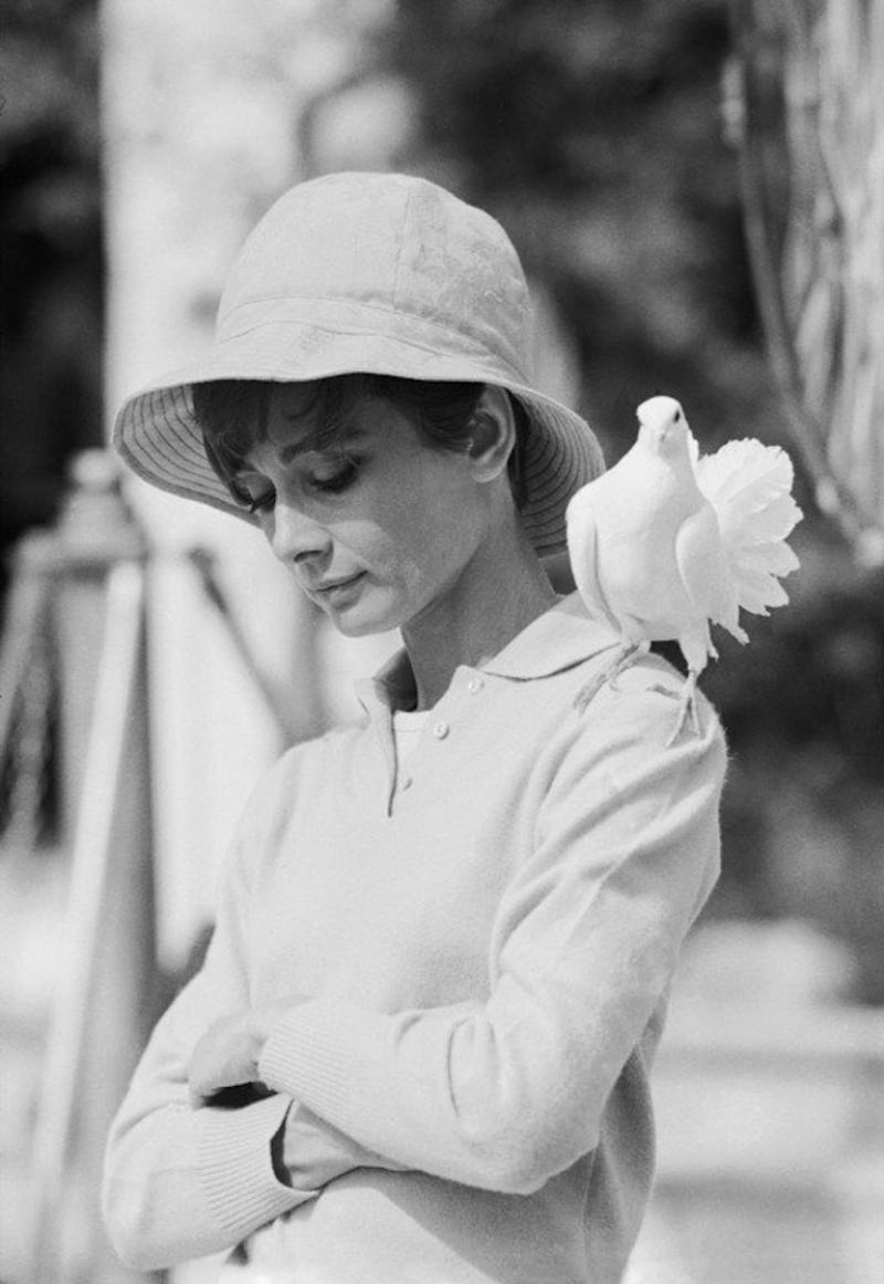 Terry O Neill Audrey Hepburn with Dove