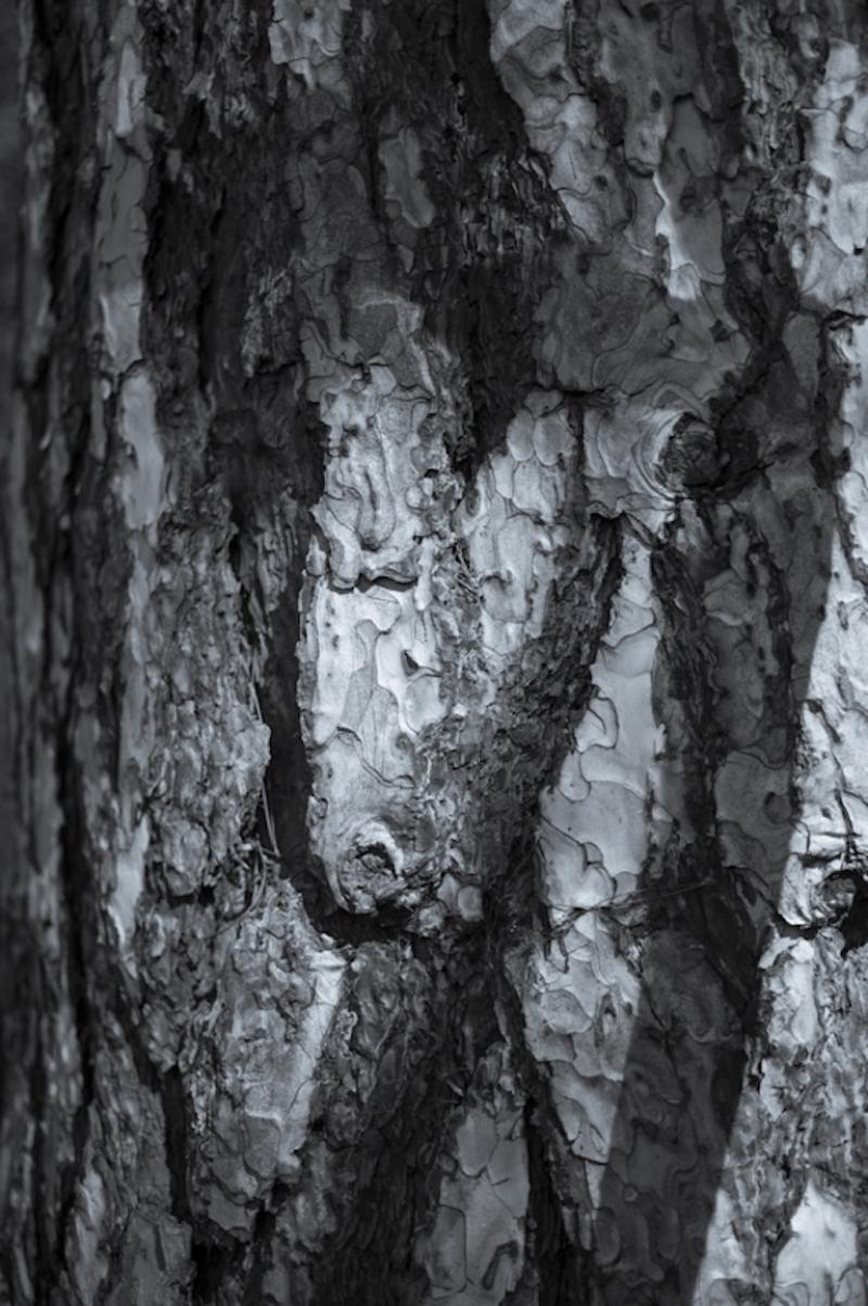 Tim Graham Conifer Bark