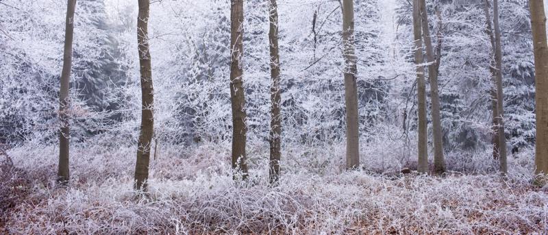 Tim Graham Fair Frost II