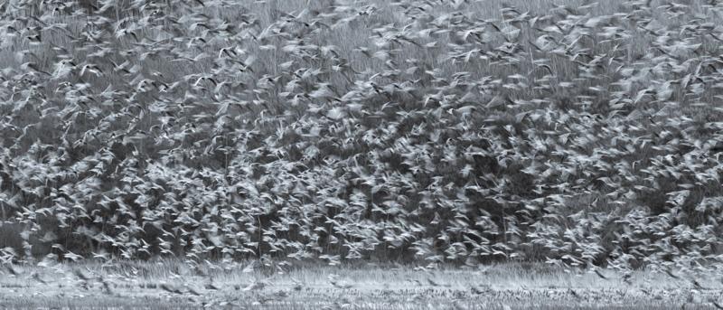 Tim Graham Grey Geese
