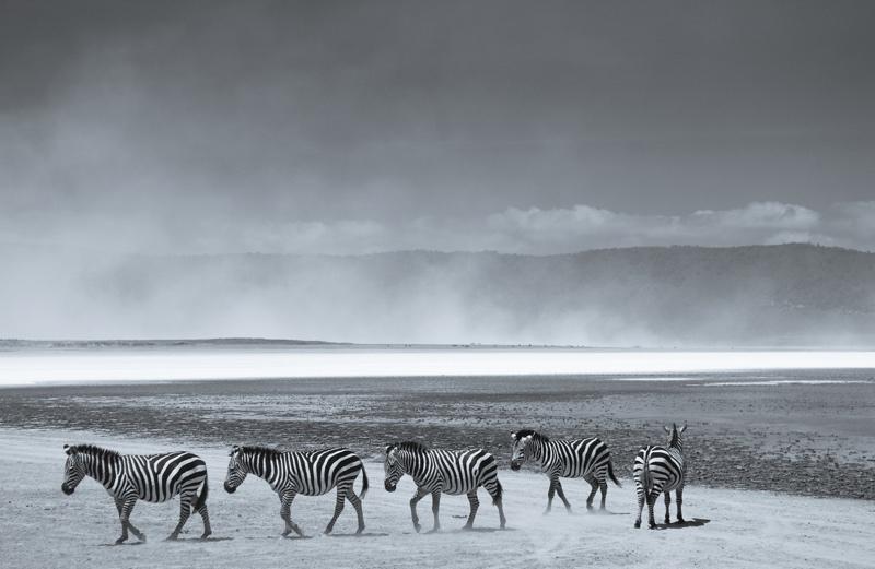 Tim Graham Herd Of Zebra