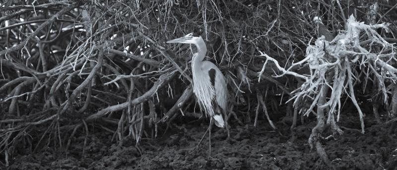 Tim Graham Heron In The Mangroves