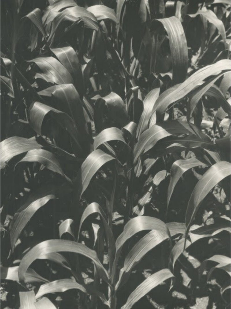 Tina Modotti Corn 1929