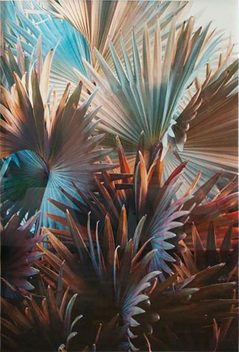 Tinko Czetwertynski Contemporary Photography Palomino Palm by Tinko Czetwertynski